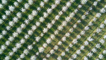 Spring in the countryside - a blooming orchard from above