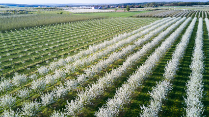 Spring in the countryside - a blooming orchard from above