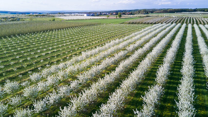 Spring in the countryside - a blooming orchard from above