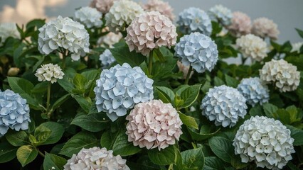 Hydrangea Flowers Showcasing Diverse Shades