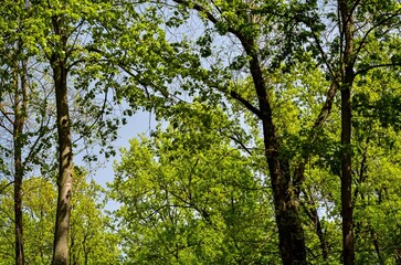 A forest with trees in the foreground and background. The trees are green and the sky is blue