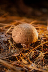 Common Earthball Fungus (Scleroderma citrinum) macro close-up, low-angle side view highlighting textured round cap on forest floor litter, ideal for nature and mycology studies