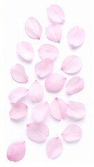Delicate Pink Cherry Blossom Petals on White Background.