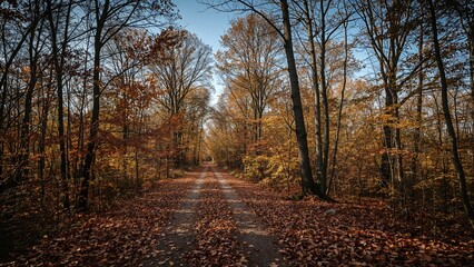Woodland View in Autumn Colors
