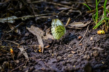 A white butterfly is sitting on the ground in a dirt field. The butterfly is surrounded by leaves and dirt, and it is resting. The scene is peaceful and serene