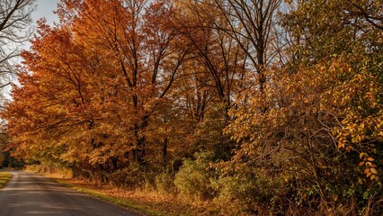 Fototapeta premium Forest landscape in the fall