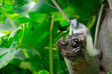A white squirrel sits on a branch in a forest with leaves in the background. Callosciurus finlaysoni is a rodent with a long, bushy tail. It eats fruit, leaving an empty space on its left.