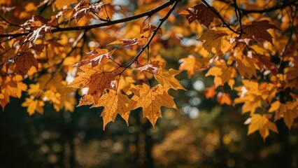 Fototapeta premium Shallow depth of field image showcasing autumn foliage on a branch. Blurred park landscape with soft lighting.