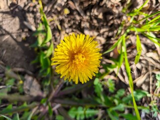 A yellow flower is in the foreground of a green field. The flower is surrounded by dirt and grass