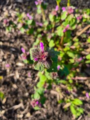 A close up of a purple flower with a green stem. The flower is surrounded by dirt and grass