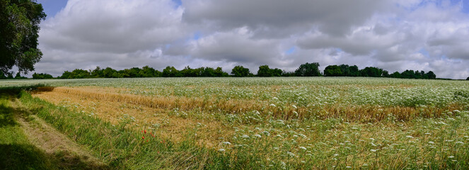 Panoramic photo of a natural landscape with wild white flowers, flanked by trees. Against a cloudy sky. Location: Northern France