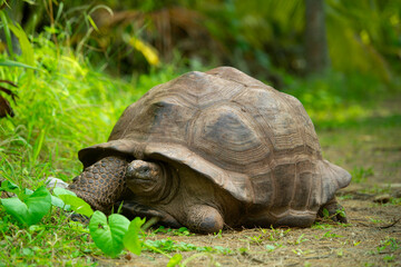 Majestic Aldabra Giant Tortoise in Natural Habitat, Peacefully Roaming Under Lush Green Surroundings and Soft Daylight on a Tropical Island