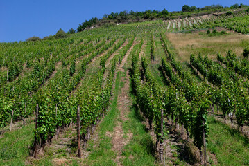 Lush vineyard landscape