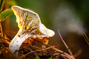 Dew-covered white mushroom (Basidiomycota sp.) macro close-up, low-angle side view with natural bokeh, perfect for nature and fungal study imagery