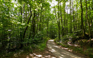 Road in green forest. Summer forest landscape.