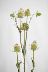Teasel, a prickly flower on a light background. Dipsacus laciniatus.