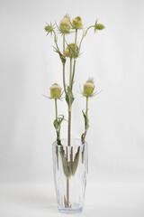 Teasel, a prickly flower on a light background. Dipsacus laciniatus.