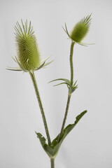 Teasel, a prickly flower on a light background. Dipsacus laciniatus.