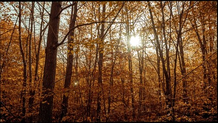 Fototapeta premium Golden fall forest basking in sunlight