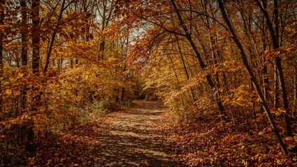 Obraz premium Pathway in woods layered with autumn leaves