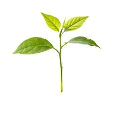 Young Green Plant with Five Leaves and Thin Stem on Transparent Background