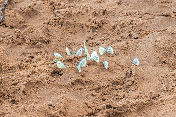 Butterflies drink water on the wet sand of the beach.