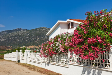 White house with blooming oleander bushes along decorative fence in rural Sardinia on a clear...
