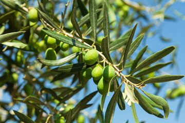 Close-up of green olives growing on olive tree branch
