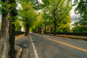 Fototapeta premium City Of Tenri, Nara, Japan - 2 may 2025 Tenri City Street Lined with Gingko Trees