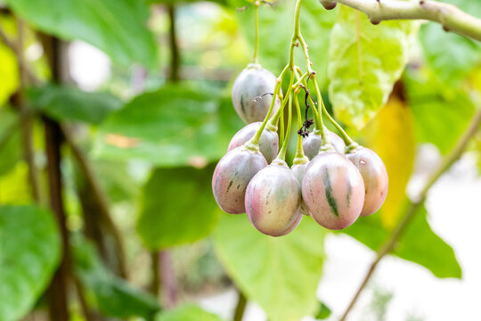 Tomato tree on cultivated in a garden