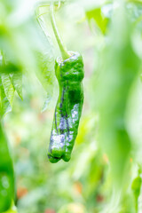 pepper of the variety called Riojano