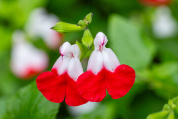 Close-up of a red and white Salvia microphylla flower with blurred green background.