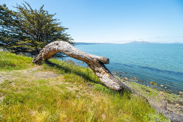 Coyote Point Recreation Area in San Mateo with a scenic bay view, leaning tree trunk, coastal...