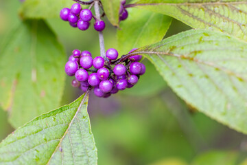 Callicarpa bodinieri purple berries in winter