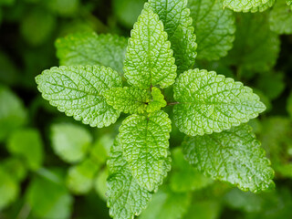 Lemon balm, common balm or balm mint on garden