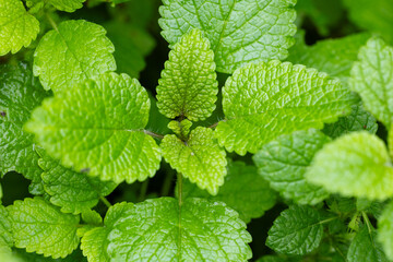 Lemon balm, common balm or balm mint on garden