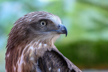 short-toed snake eagle