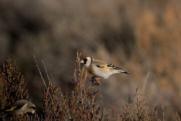 Chardonneret élégant (Carduelis carduelis)