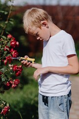 A boy with hearing aids carefully tends to blooming roses in a sunlit garden, showcasing inclusive...