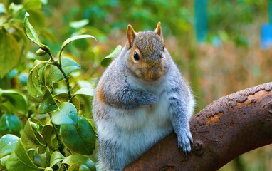 Cute Squirrel Close-Up Sitting on Wood with Focused Natural Light