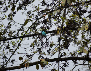 Verditer flycatcher bird on a tree.