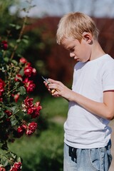 A boy with hearing aids carefully tends to blooming roses in a sunlit garden, showcasing inclusive...