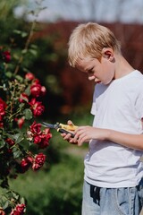 A boy with hearing aids carefully tends to blooming roses in a sunlit garden, showcasing inclusive...