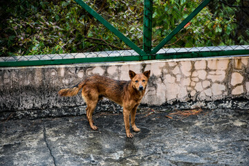 Diligent stray dog standing on concrete with a keen gaze, portraying alertness.