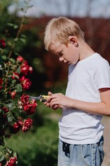 A boy with hearing aids carefully tends to blooming roses in a sunlit garden, showcasing inclusive...