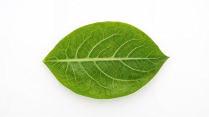 Obraz premium Amaranthus Dubius Red Spinach Leaf Vegetable Displayed on White Background