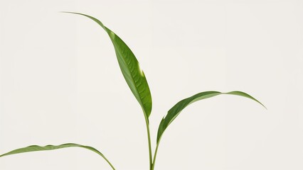 Obraz premium Ornamental plant with elongated green leaves positioned upward resembling a tie against a neutral background for decorative use.