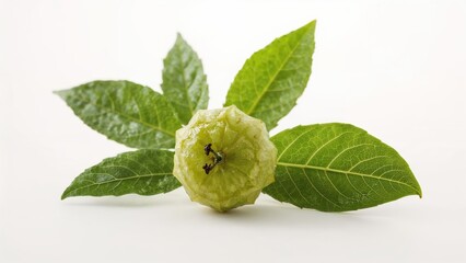 Archidendron pauciflorum, a flowering tree species commonly named jengkol or jering, is part of the pea family.