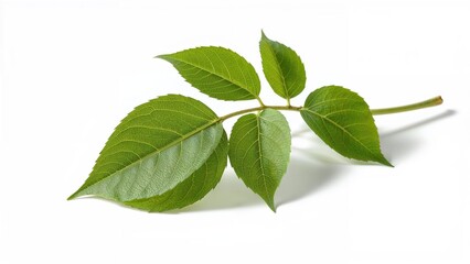 Fototapeta premium White background featuring Andrographis paniculata specimen