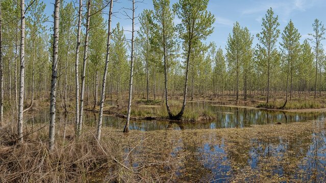 Pathway in a waterlogged forest featuring alder vegetation
